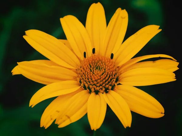 在花园里长着一朵黄色的日光花的特写 — 图库照片