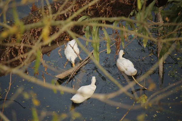 Einige Weiße Enten Schwimmen Schwarzen Wasser — Stockfoto