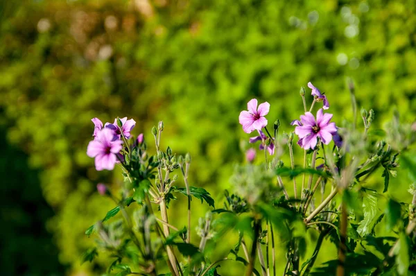 Eine Flache Aufnahme Lila Geranienblüten Und Knospen Die Garten Hellem — Stockfoto