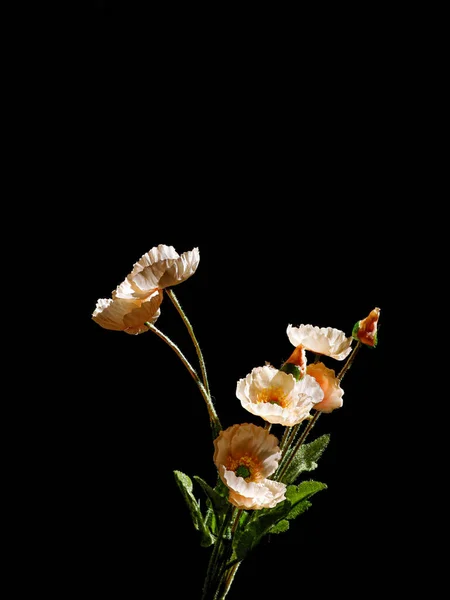 Beautiful spring flowers isolated on a black background with a copy space above
