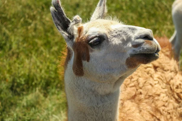 Closeup Lama Cute Face Zoo Zafari Park Green Grass Background — Stock Photo, Image