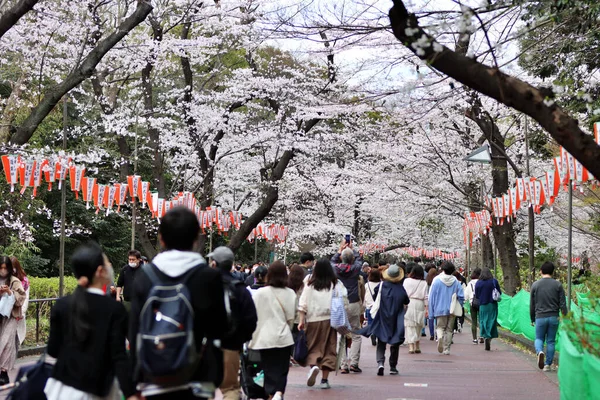 Japonya Daki Ueno Tapınağı Nda Güzel Bir Kiraz Çiçeği Resmi — Stok fotoğraf