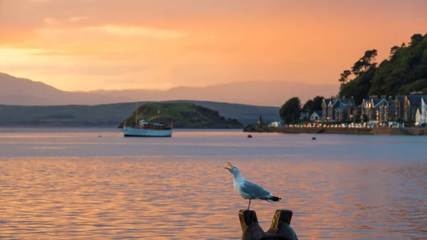 Чайка Сидящая Берегу Шотландии Закате — стоковое фото
