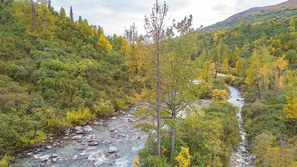 昼間の野生の風景の中に秋の木々に囲まれた川の空中ショット — ストック写真