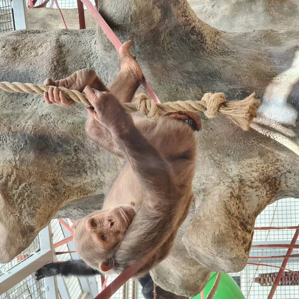 Adult Chimpanzee Leaning Hanging Rope Zoo — Stock Photo, Image