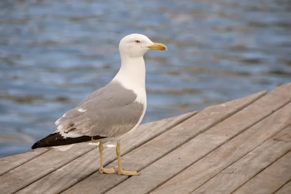 Närbild Bild Gulbent Mås Står Träpir Dagtid Med Vatten Suddig — Stockfoto