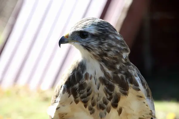 Gros Plan Oiseau Faucons Tacheté — Photo