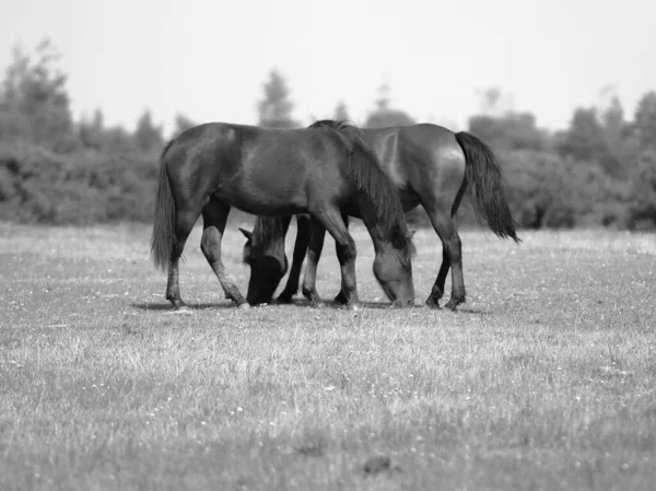 Tiro Foco Raso Escala Cinza Dois Cavalos Que Pastam Campo — Fotografia de Stock