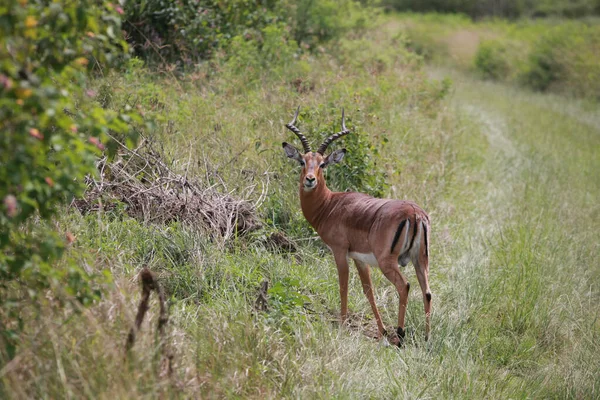 Impala Andando Perto Dos Arbustos Deserto — Fotografia de Stock