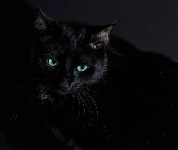 Closeup Beautiful Black Cat Green Eyes Darkness — Stock Photo, Image