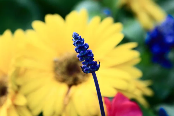 別の黄色の花の近くに咲くラベンダーの花のクローズアップショット — ストック写真