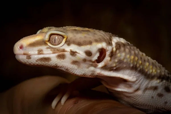 Closeup Shot Baby Gargoyle Gecko — Stock Photo, Image