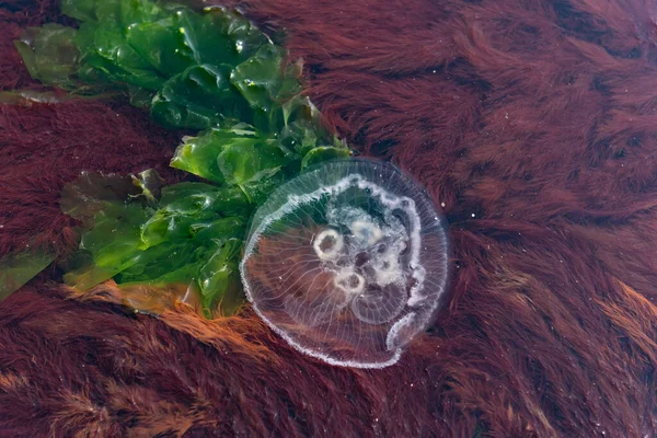 Uma Foto Uma Água Viva Com Grama Mar — Fotografia de Stock