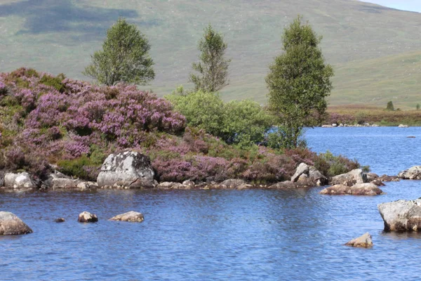 Una Piccola Isola Con Piante Alberi Circondata Dal Lago — Foto Stock