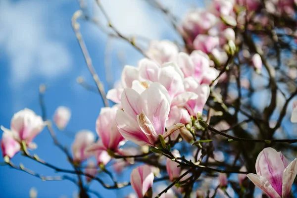 Selektywny Rozkwit Magnolii Tle Błękitnego Nieba — Zdjęcie stockowe