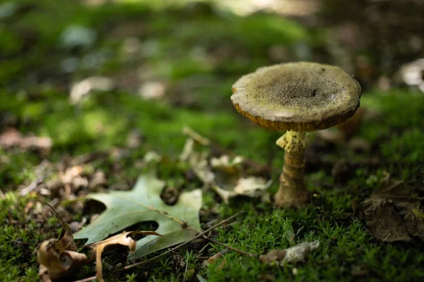 在苔藓茂密的森林地上生长的蘑菇特写 — 图库照片
