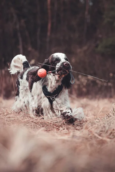 Gros Plan Chien Blanc Noir Tenant Bâton Jouet Dans Bouche — Photo