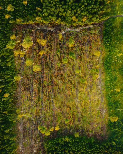 Vertikal Flygbild Ett Grönt Fält Omgivet Vackra Träd — Stockfoto