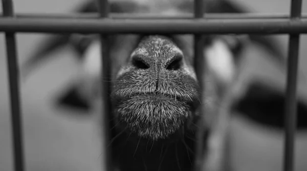 Cliché Niveaux Gris Museau Une Chèvre Étend Vers Une Cage — Photo