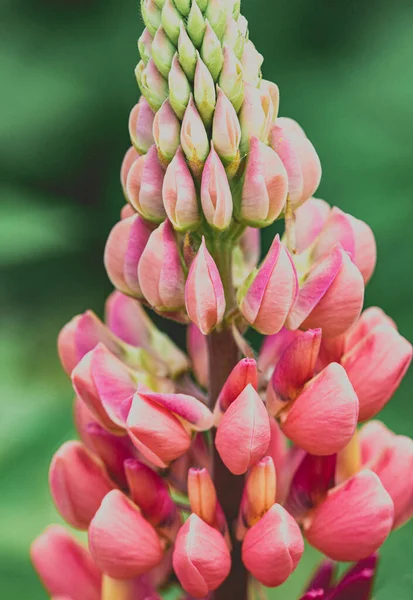 Confine Gallery Pink Lupins Giardini Rousham House Nell Oxfordshire — Foto Stock