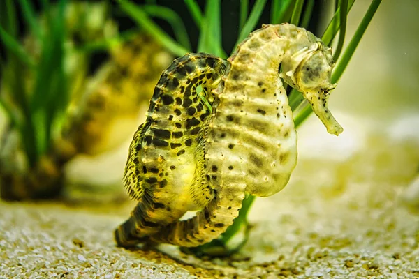 Gros Plan Couple Hippocampes Accrochés Dans Herbe Mer — Photo