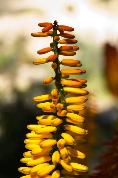 Крупный План Цветка Желтого Алоэ Показывающий Детали Цветка — стоковое фото