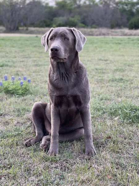 Vertikalt Skudd Grå Labrador Retriever Sittende Bakken – stockfoto