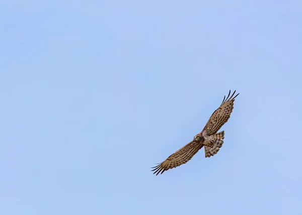 Ein Malerischer Blick Auf Einen Schlangenadler Der Den Blauen Himmel — Stockfoto