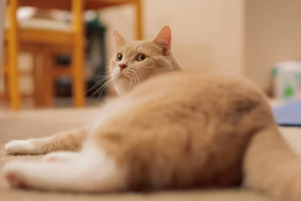 카펫에 베이지 하우스 고양이의 — 스톡 사진