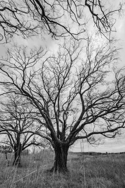 Vertikal Bild Ett Träd Med Krypande Grenar Ett Landsbygdsområde — Stockfoto