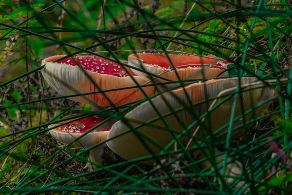 Gros Plan Amanita Muscaria Parmi Herbe — Photo