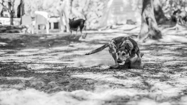 Grayscale Shot Cute Dog Playing Park — Stock Photo, Image