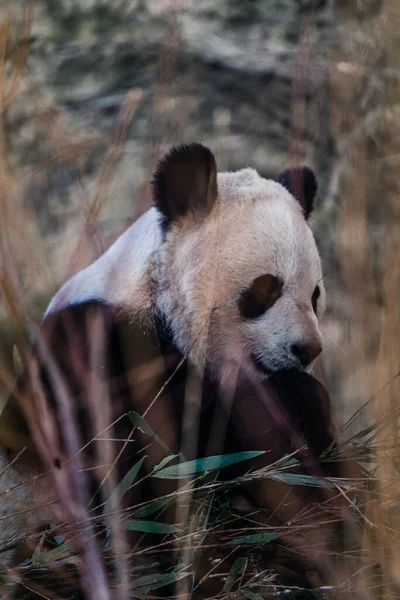 Doğal Ortamında Çimlerin Üzerinde Oturan Sevimli Bir Pandanın Dikey Görüntüsü — Stok fotoğraf