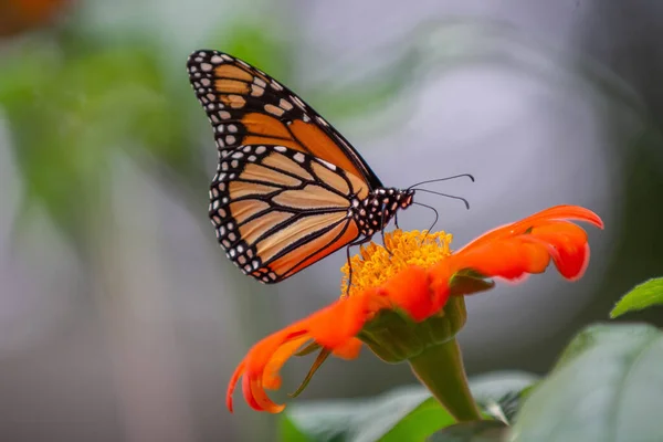 Eine Selektive Fokusaufnahme Eines Monarchfalters Auf Einer Blume — Stockfoto