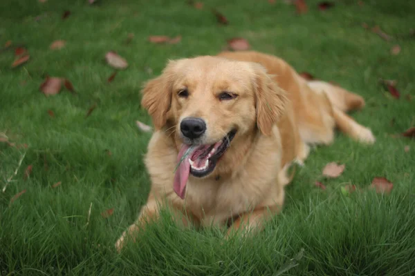 Een Close Opname Van Een Golden Retriever Liggend Een Gras — Stockfoto