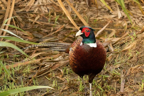 Closeup Male Ring Necked Pheasant Walking Grass — Stock Photo, Image