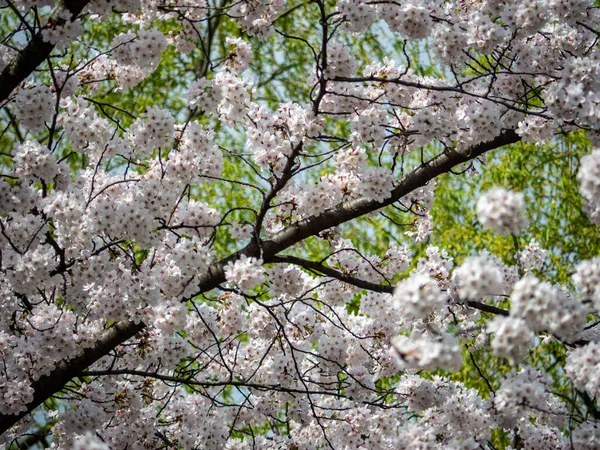 Een Close Shot Van Prachtige Kleurrijke Sakura Bloemen Een Tak — Stockfoto