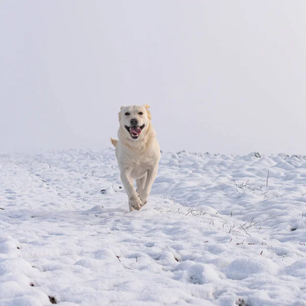 Detailní Záběr Šťastného Běžícího Psa Sněhu — Stock fotografie