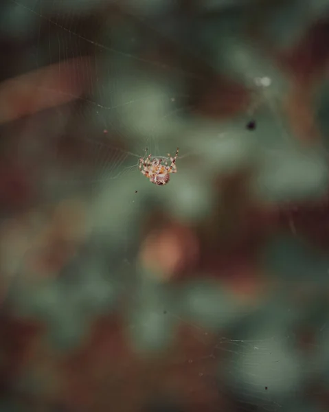 Makro Záběr Pavouka Jeho Pavučině Rozmazaném Pozadí — Stock fotografie