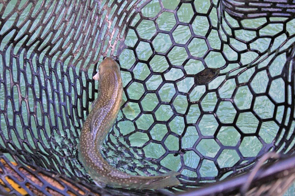 Trout Pelangi Tertangkap Terbang Memancing Sungai Kenai Coopers Landing Alaska — Stok Foto