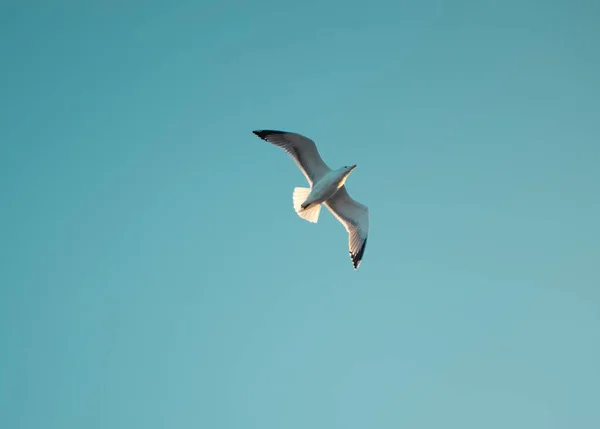 Uma Gaivota Voadora Gaivota Que Está Procura Alguma Comida Céu — Fotografia de Stock