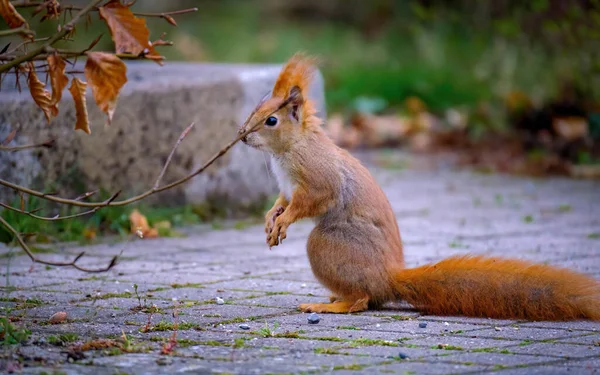 A small cute tree squirrel (Sciurus) standing on a tiled ground in a park