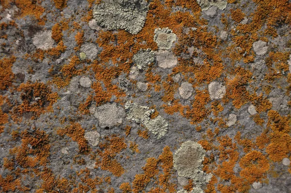 Una Foto Completa Liquen Naranja Dorado Una Pared Piedra — Foto de Stock