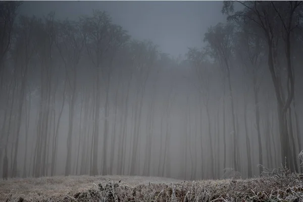 안개낀 날씨에 속에서 동안얼어붙은 나무들의 — 스톡 사진
