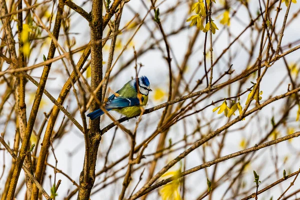 Beautiful Great Tit Bird Perching Bushes Blurred Background — Stockfoto