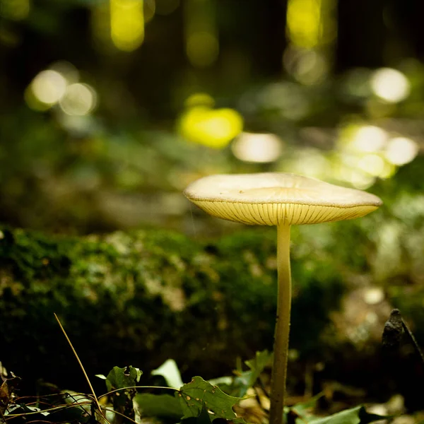 Selective Shot Mushroom Forest — Stock Photo, Image