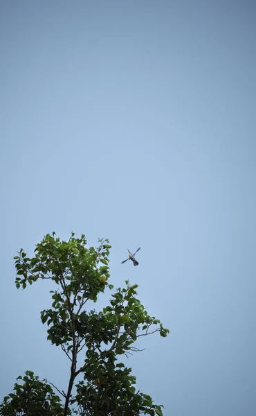 Egy Függőleges Lövés Kolibri Repül Kék — Stock Fotó