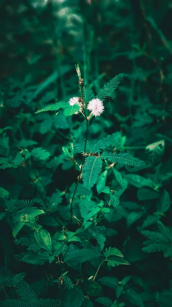 Een Closeup Van Mimosa Verlegen Het Groen — Stockfoto