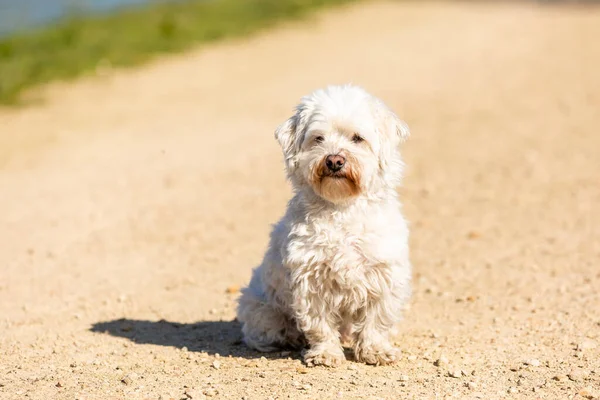 Primer Plano Coton Tulear Sentado Aire Libre Bajo Sol —  Fotos de Stock