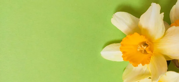 Een Hoge Hoek Opname Van Een Narcis Geïsoleerd Een Groene — Stockfoto